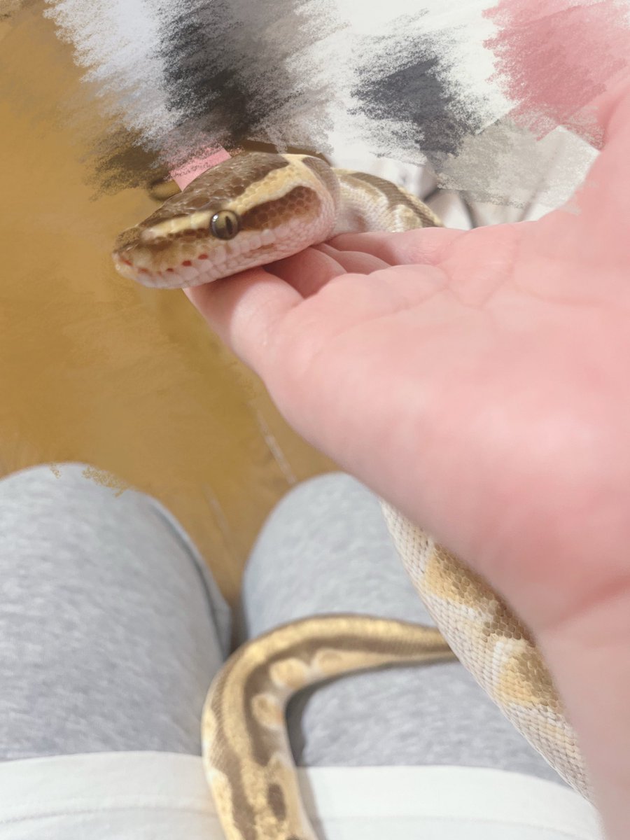 0_T____O's tweet photo. うちのヘビちゃんだよ〜🐍✧︎* https://t.co/yqL1smpvwd