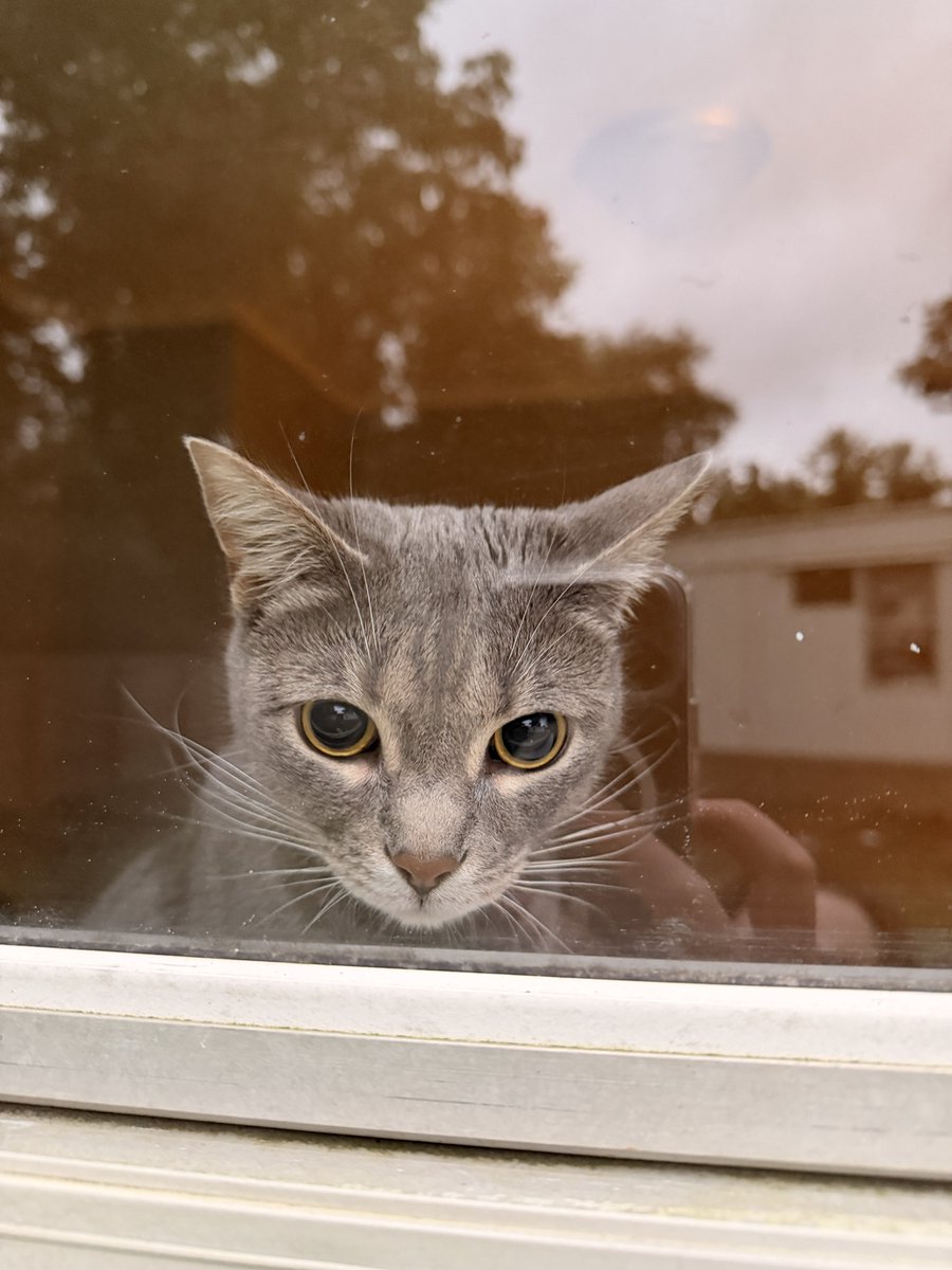 meowxd60's tweet photo. i go run errands and i come back to over 100 followers!! ily guys https://t.co/uwfiHTxgaD