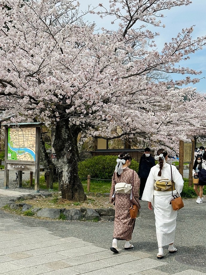 akirayuna500543's tweet photo. Spent the morning wandering Kyoto’s cherry-lined paths—petals drifting like pink snow, local elders sharing sweet mochi with us, and the quiet hum of temples nearby. No fancy plans, just perfect little surprises today. https://t.co/MCu9iftOsl