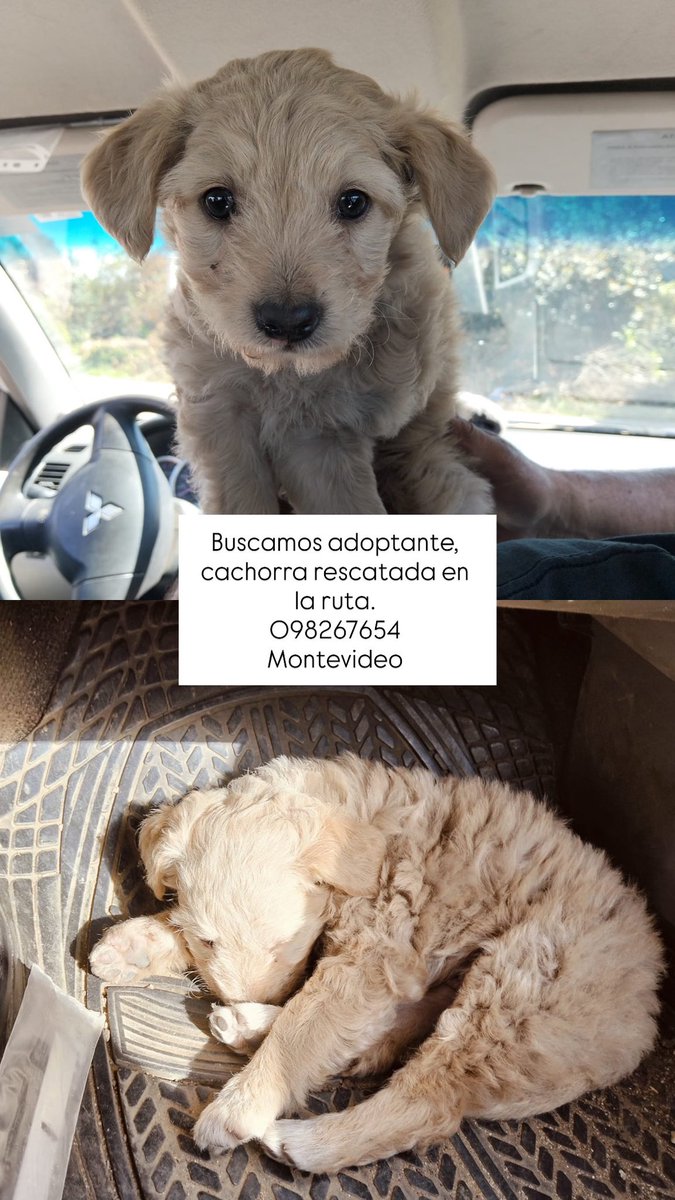 NexusCalm's tweet photo. Se busca adoptante 
Montevideo https://t.co/uOWTSLrznu
