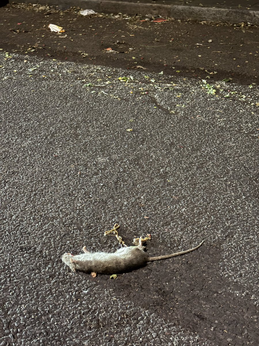 TowerDumplets's tweet photo. @CryptoMarkMania @TowerHamletsNow Never seen as many rats in London as I’ve seen in @TowerHamletsNow https://t.co/mnNenp7aWi