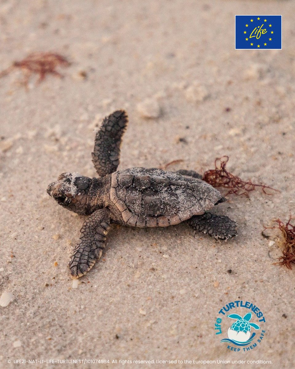LIFEProgramme's tweet photo. Climate change is opening new nesting grounds for loggerhead turtles in the Mediterranean. But new beaches can also mean new threats.

#LIFEProject TURTLENEST works across Italy, France &amp; Spain to identify, monitor and protect emerging nesting sites.

🐢: https://t.co/zaajGUWpqg https://t.co/QlstIBecal