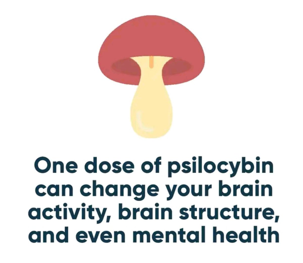magicmuchroom1's tweet photo. New research from UCSF has shown that one large dose of psilocybin (the active ingredient in what is known as magic mushrooms) can alter your brain activity, brain structure, and even improve your mental health.

In the study, participants received two doses one month apart and then had an EEG assessment. The first dose of 1mg showed no significant changes. The second dose of 25mg, however, had strong effects, which the participants called the “single most unusual state of consciousness” of their lives.

During the assessment, researchers observed higher levels of “brain entropy,” which can make it easier for people to break out of unhealthy habits.