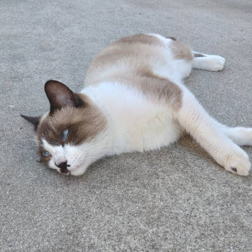 9tAqwSn32cypiME's tweet photo. 【#迷い猫】
知人宅敷地内にて数日前から住み付いているようです。
･耳カット無し
･♂
･人懐こい
お心当たりの方はリプ欄からお問い合わせください。
#千葉県北西部 #迷子猫 https://t.co/TeaH2yyBYt