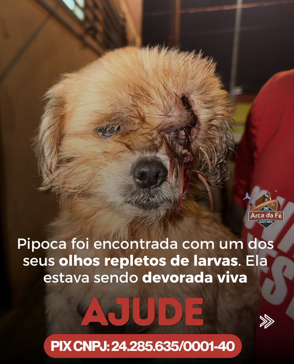 DeboraLopesMV's tweet photo. Ajude a pipoca 🐾🐶

Sua contribuição faz a enorme diferença, ela está internada e precisando de cuidados diários. Faça parte dessa linda história ♥️

Doe através do PIX CNPJ: 24.285.635/0001-40 e envie o comprovante pelo whats 📲 https://t.co/7DKHjlmtIG https://t.co/kCtTaLUdoE
