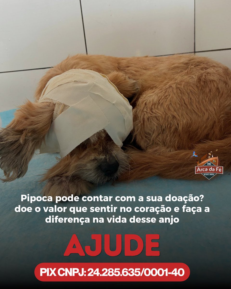 DeboraLopesMV's tweet photo. Ajude a pipoca 🐾🐶

Sua contribuição faz a enorme diferença, ela está internada e precisando de cuidados diários. Faça parte dessa linda história ♥️

Doe através do PIX CNPJ: 24.285.635/0001-40 e envie o comprovante pelo whats 📲 https://t.co/7DKHjlmtIG https://t.co/kCtTaLUdoE