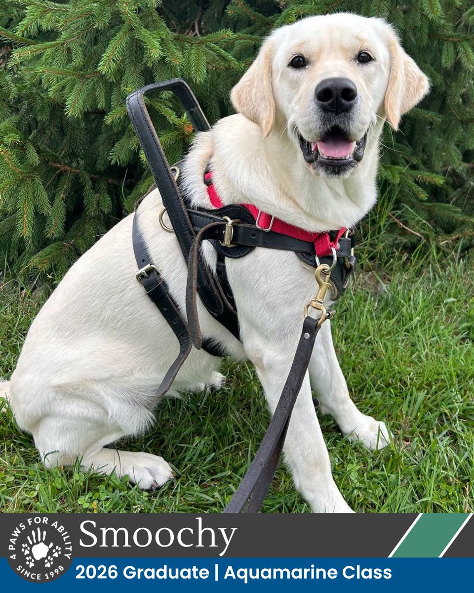 4PawsForAbility's tweet photo. This Friday, the Aquamarine Class graduates will go home with their families to start their service dog careers! 💙 The Aquamarine Class is sponsored by Jim &amp; Toni Roth. https://t.co/h6VYvWLfVI