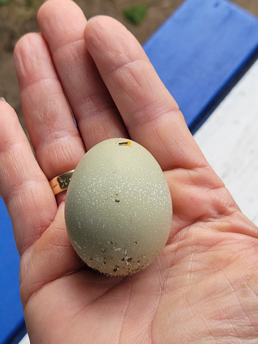 CroutonChicken's tweet photo. Mom came out demanding  names and all I can say my beaks is SEALED 🥚 strict coop code of silence.  Was it me ? Dixi ? Daisy?  Bootsy ? Nobody is flipping.  Just enjoy your beautiful green egg and stop asking questions.
#FirstEgg #SnitchesGetPecked 
@mailgal4ever https://t.co/4TIBbxXCkJ