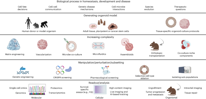 NatureProtocols's tweet photo. New Article! Tutorial: interrogating biology using organoid technologies https://t.co/L8vryIQQGy https://t.co/PTrQb9V4I4