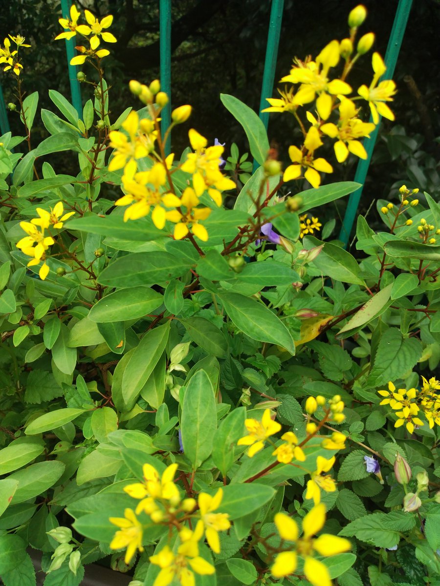 3777nonkigon67's tweet photo. @takeshima_staff 宏君💕お疲れさまでした
ﾞ花束ﾞ
ヒマワリ🌻の花言葉は
｢情熱｣
明日は、神戸ライブですね
ご来場される皆様に
情熱的な宏君の歌声を
聴かせてあげて下さいね💕
宮崎から、応援していますよ
ゆっくり休んで下さいね
#竹島宏 #ひろネット 
#花言葉 #花便り https://t.co/yqAmiWnC0M
