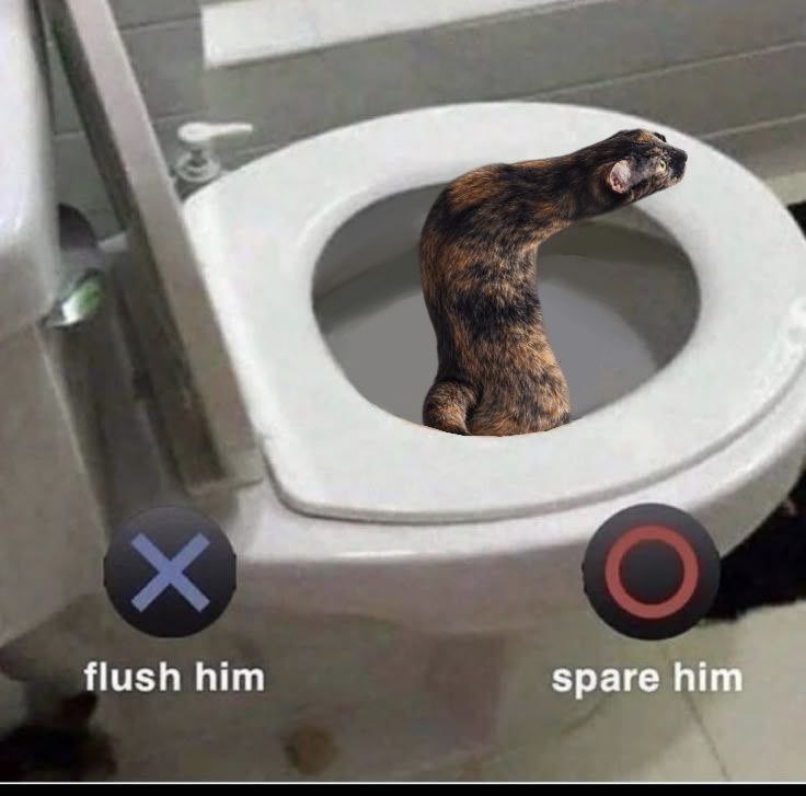 rightanglecat's tweet photo. Flush him or spare him? https://t.co/DSMOYQa5sF