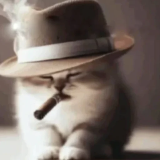 tknto21's tweet photo. being classy is ct style

$classy cat https://t.co/MZhEjC3GVn