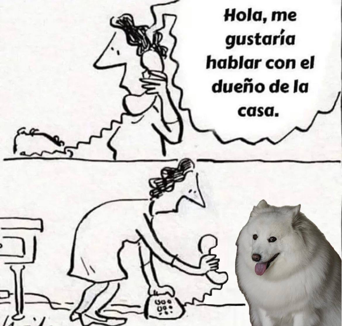 DiloConPerritos's tweet photo. Te hablan Firulais. https://t.co/QOtyzhuopt