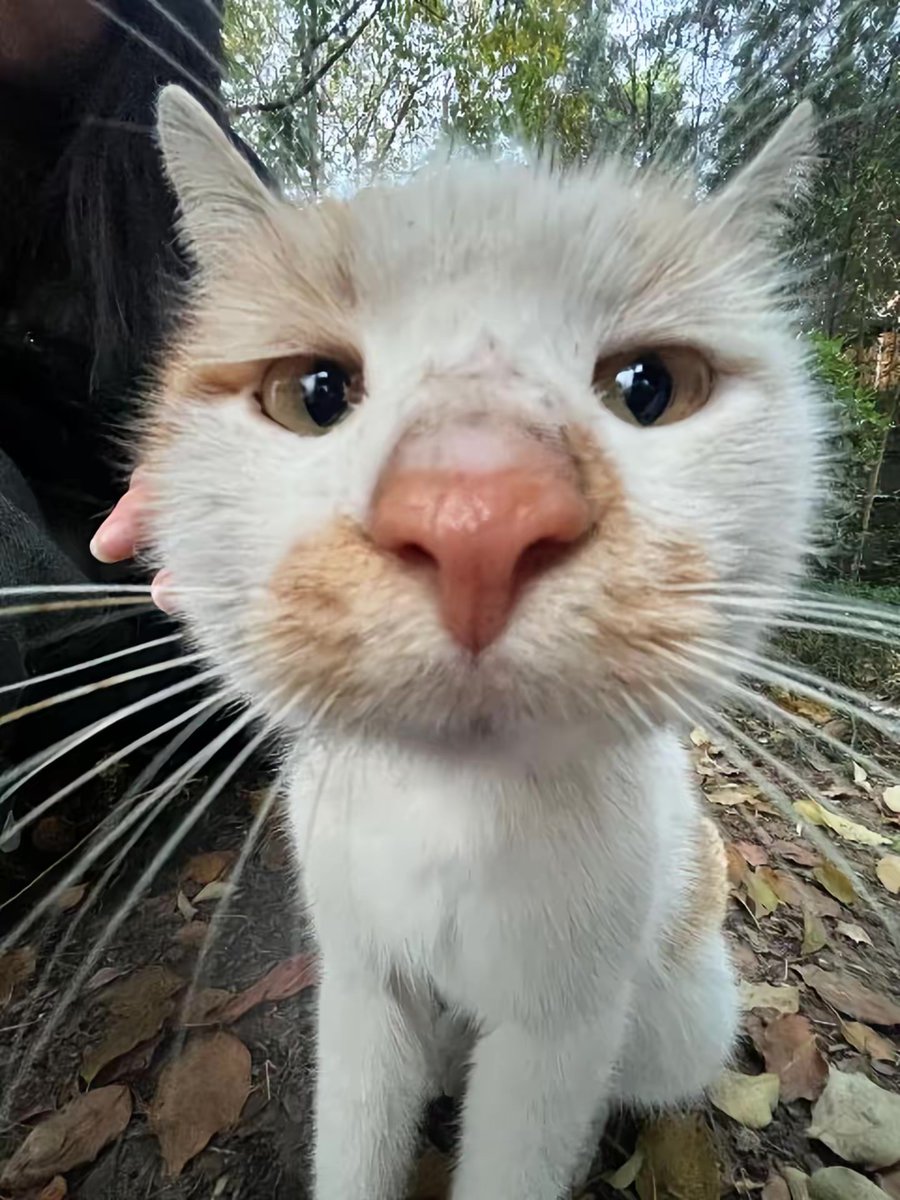 nocontextscats's tweet photo. 😚 https://t.co/Cbw0OAXInk