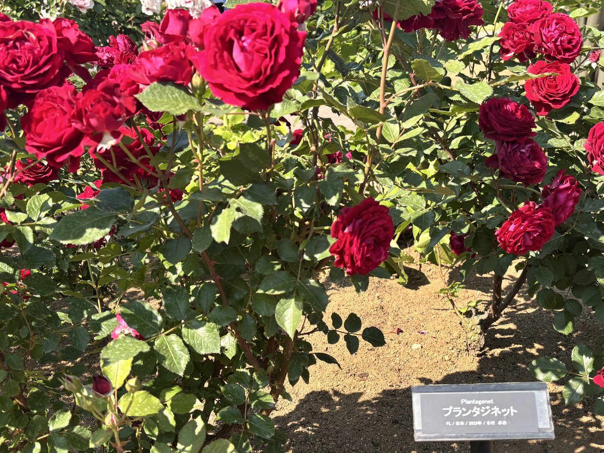 sabamiso5353's tweet photo. プランタジネットとライオンハートもこの方ですね。ありがとうございます！！
RP https://t.co/lMW589h9yW