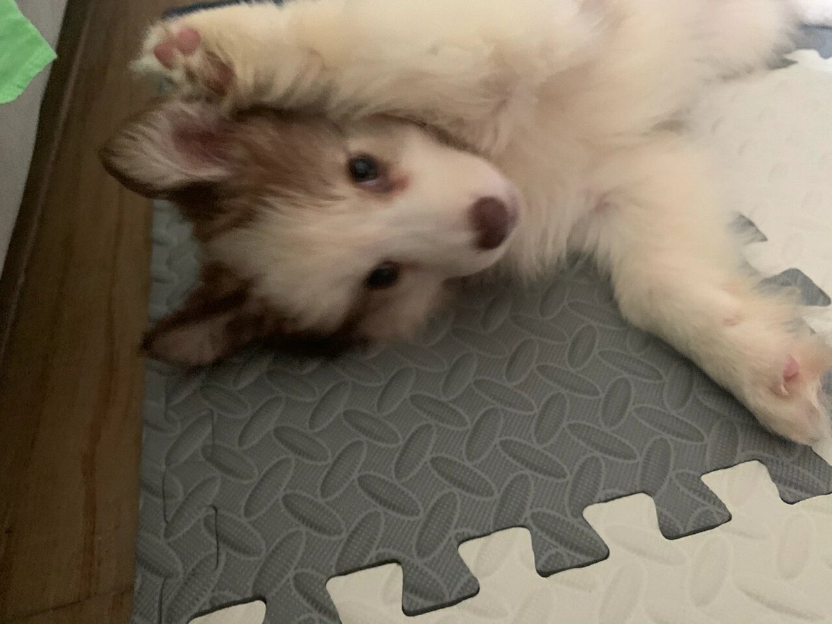 HesterMehonumc's tweet photo. Nuestro perro Mango ya tiene 3 meses! De un cachorrito juguetón a un pequeo compaero que nos roba besos cada día , https://t.co/59Agilkc9w