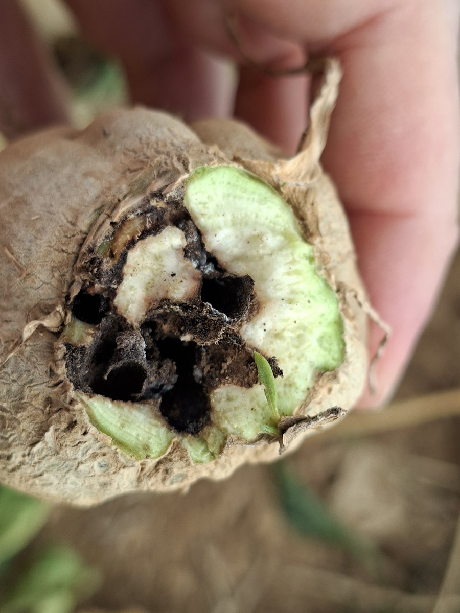 Pat2816's tweet photo. J'ai appris hier ap midi que l'#agriculteur qui nous accueillait pour nos essais #betteraves avait mis fin à ces jours.
C'etait un homme soucieux de bien faire son travail... trop dur.

On ne va pas perdre que du rendement et de la rentabilité en 2026, on perd aussi des hommes. https://t.co/8WebryvsKm