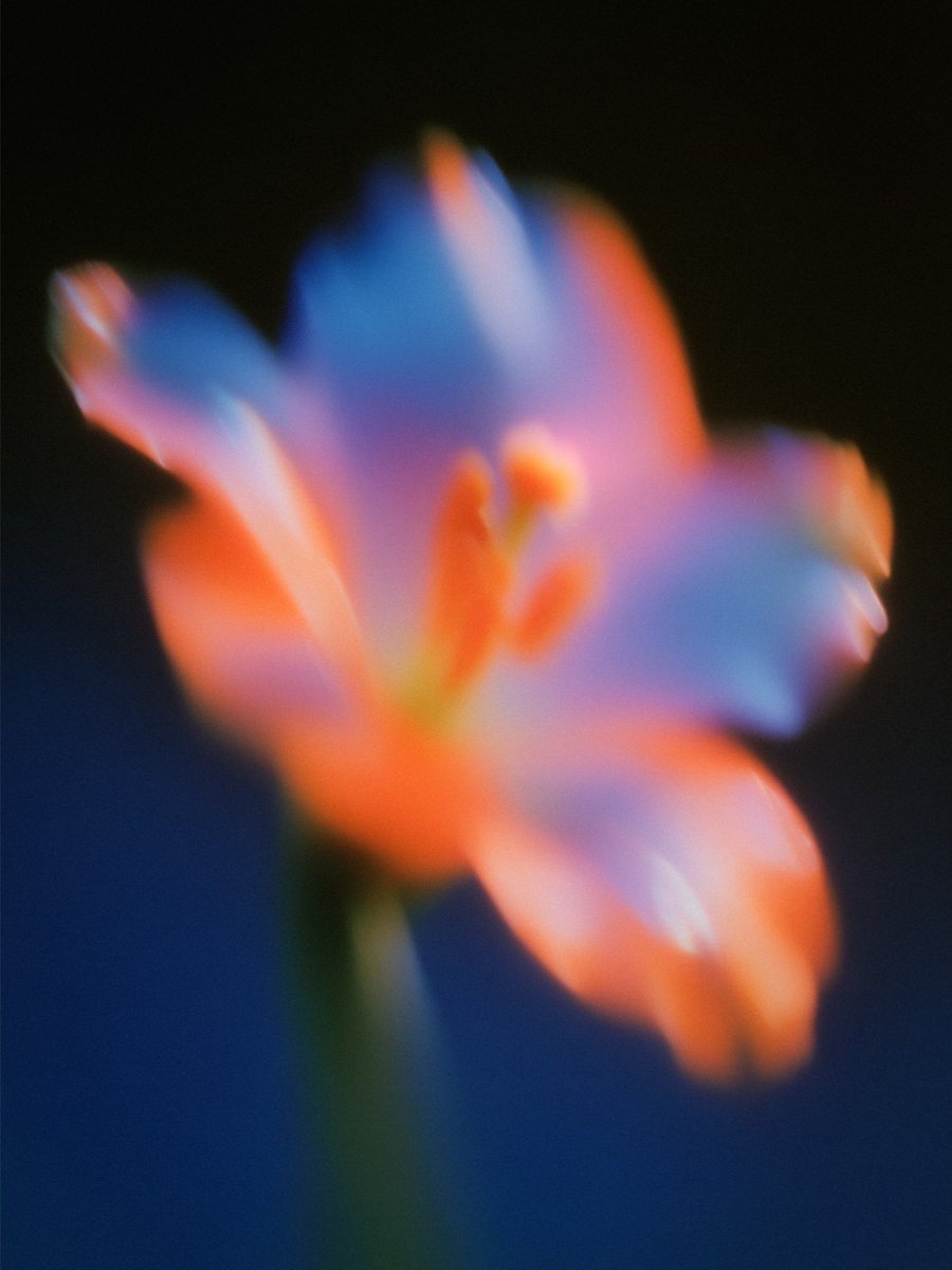 RikOostenbroek's tweet photo. Flower studies 003 https://t.co/OC24FCQX7y