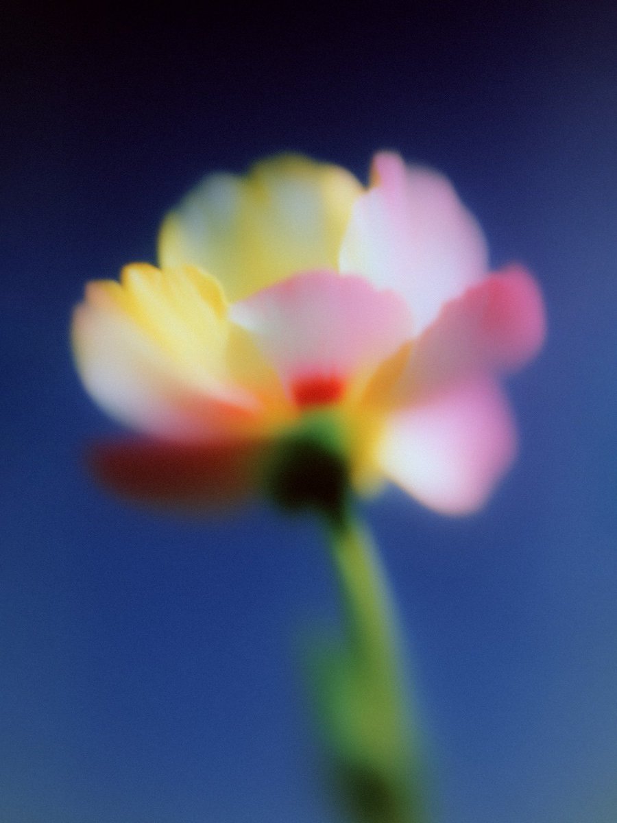 RikOostenbroek's tweet photo. Flower studies 003 https://t.co/OC24FCQX7y