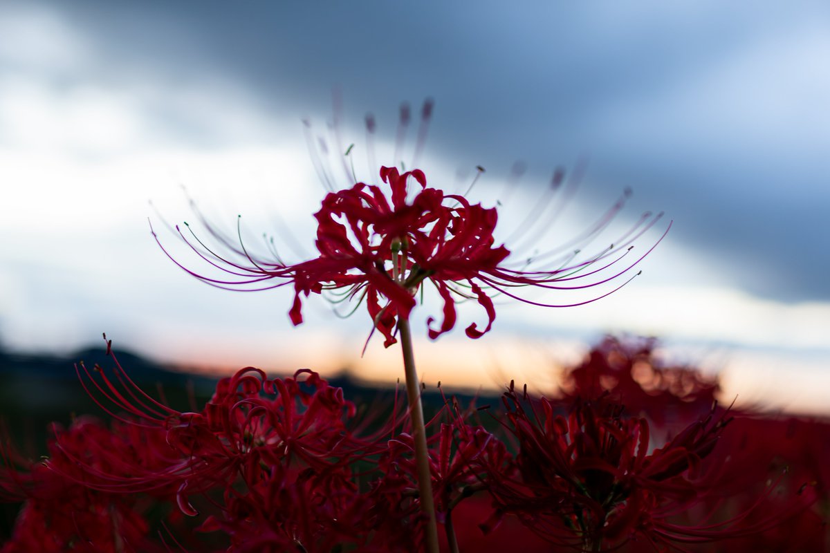 TTT_Cam's tweet photo. ―　Lycoris radiata　―
　　  ヒガンバナ https://t.co/PxXshkCIbV