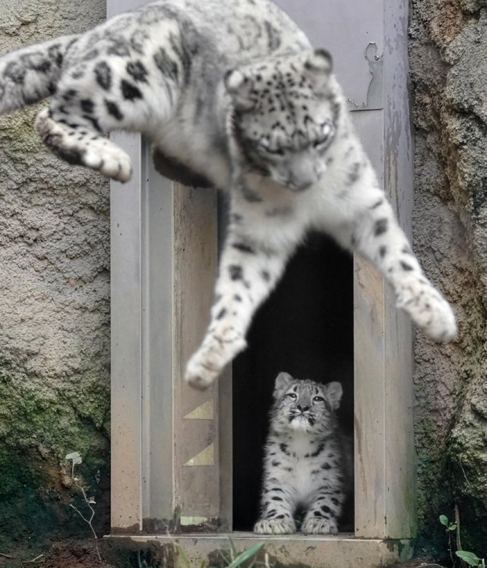 bigkittycity_'s tweet photo. BEHOLD!!!! SNEPLING!!!!! https://t.co/N8aeWMjgjU