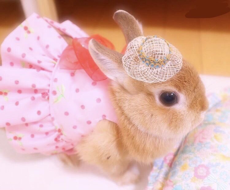 newbunny012's tweet photo. 추석이에요~~~
버니즈들 즐거운 추석 보내세요🐇🫖
맛있는 거 많이 먹구 행복한 하루 보낼 사람🫵💗 https://t.co/UqkvHhvcFY