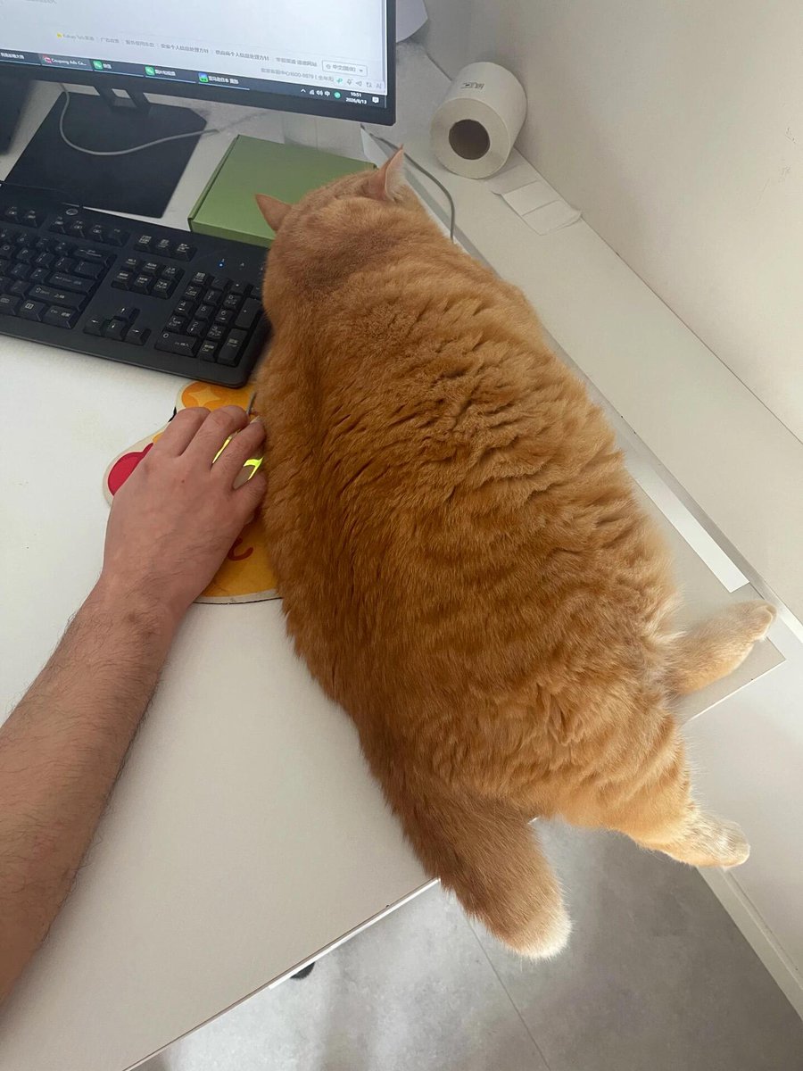 nocontextscats's tweet photo. FAT https://t.co/V9vGHzeR5K