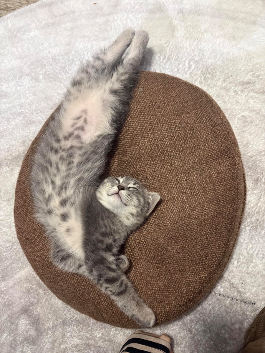 nocontextscats's tweet photo. ? https://t.co/HNAVoFH1cr