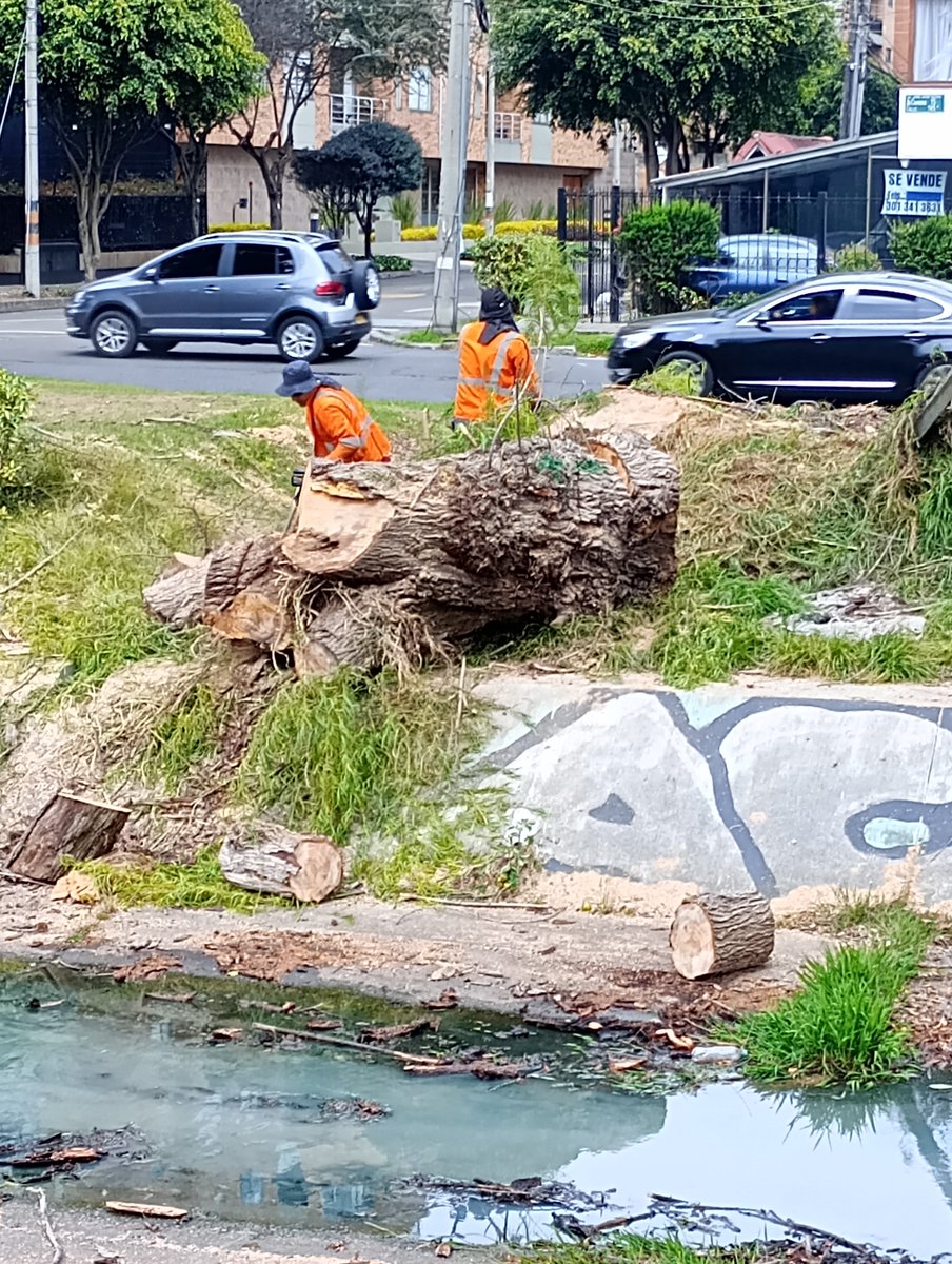 Igclaf7's tweet photo. Como ciudadana hago solicitud de información a: @AcueductoBogota @Ambientebogota @JBotanicoBogota 
1. La documentación técnica que demuestre que los árboles talados suponían riesgo 2. Autorización ambiental, plan de restauración 3. Qué se está haciendo con la madera.  @heidy_up https://t.co/K6AEFel47U