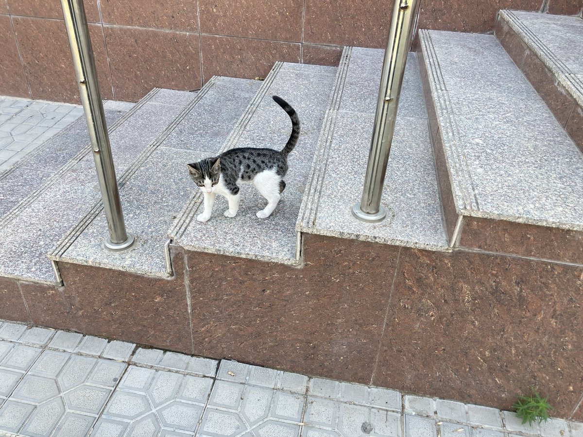 fyfyu421's tweet photo. 観光地のネコ　人慣れしてる上に自分は愛されて当然と思っている節がある https://t.co/m1hpN3htMi