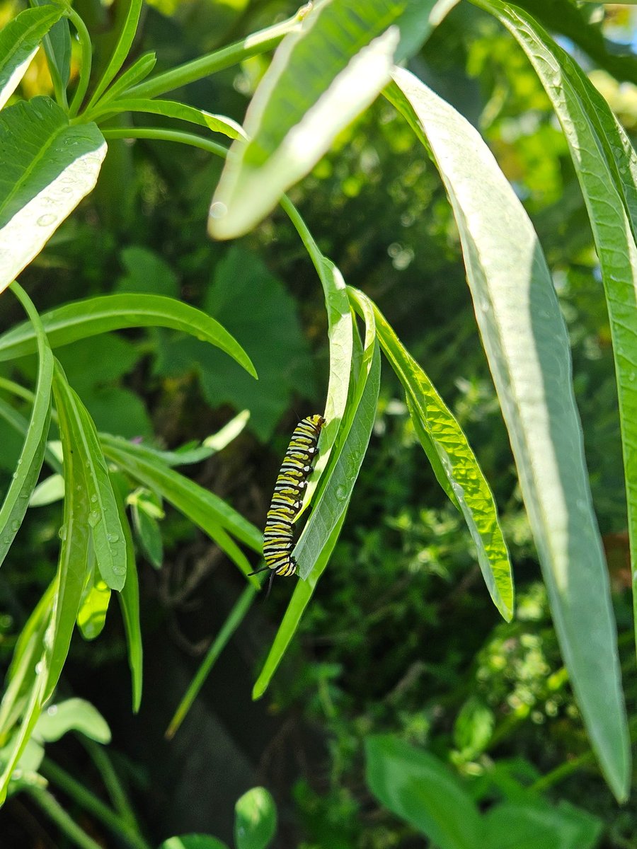 battyswirl's tweet photo. @itsme_urstruly We had so many in our native garden in PA ❤️ https://t.co/faCOrP77py