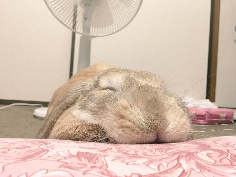 ashyaywoohoo's tweet photo. honk honk zzzzzzz mimimimi honk mimimi zzzzzz https://t.co/2m8Xws31of