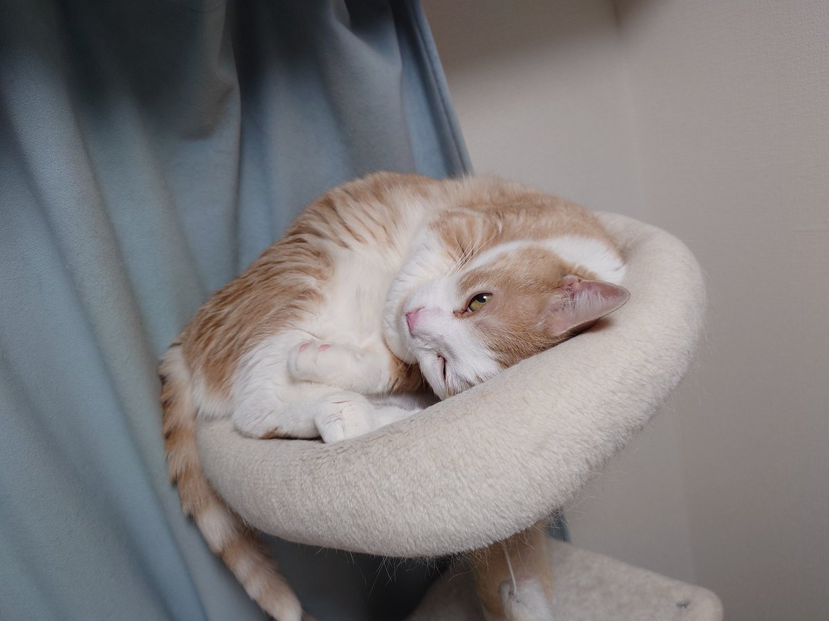 arabitom's tweet photo. 久しぶりにLINEスタンプを作りました🐈️
うちの猫をモチーフにしました🐈️
https://t.co/fGLxZXXIyx https://t.co/U7N3fRNqTt