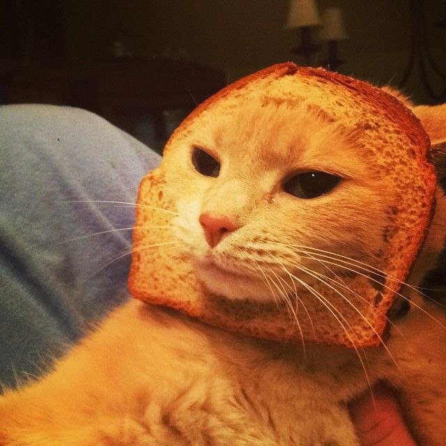 JenniferPe4414's tweet photo. @INBREDCATONSOL I believe inbred cats will become the most popular cat memecoin in cryptocurrency.
 
Follow your dreams! 🫵🍞😼 https://t.co/4GCcXoMrsw