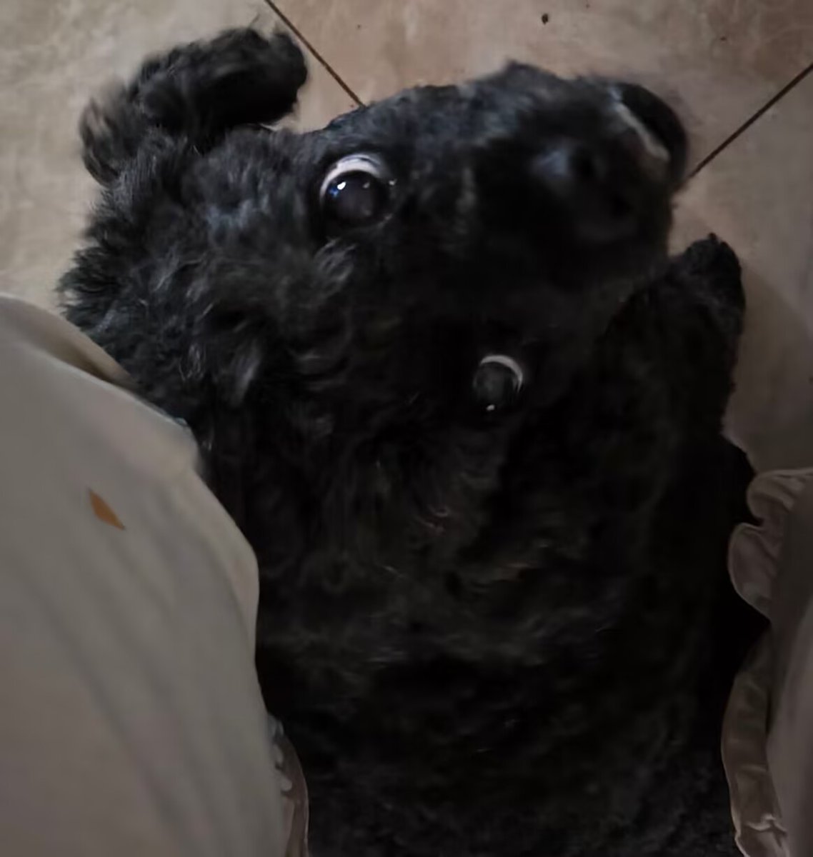 jiu_yeeeeee's tweet photo. show off my dog.>:3 https://t.co/e4hDWuOXGY
