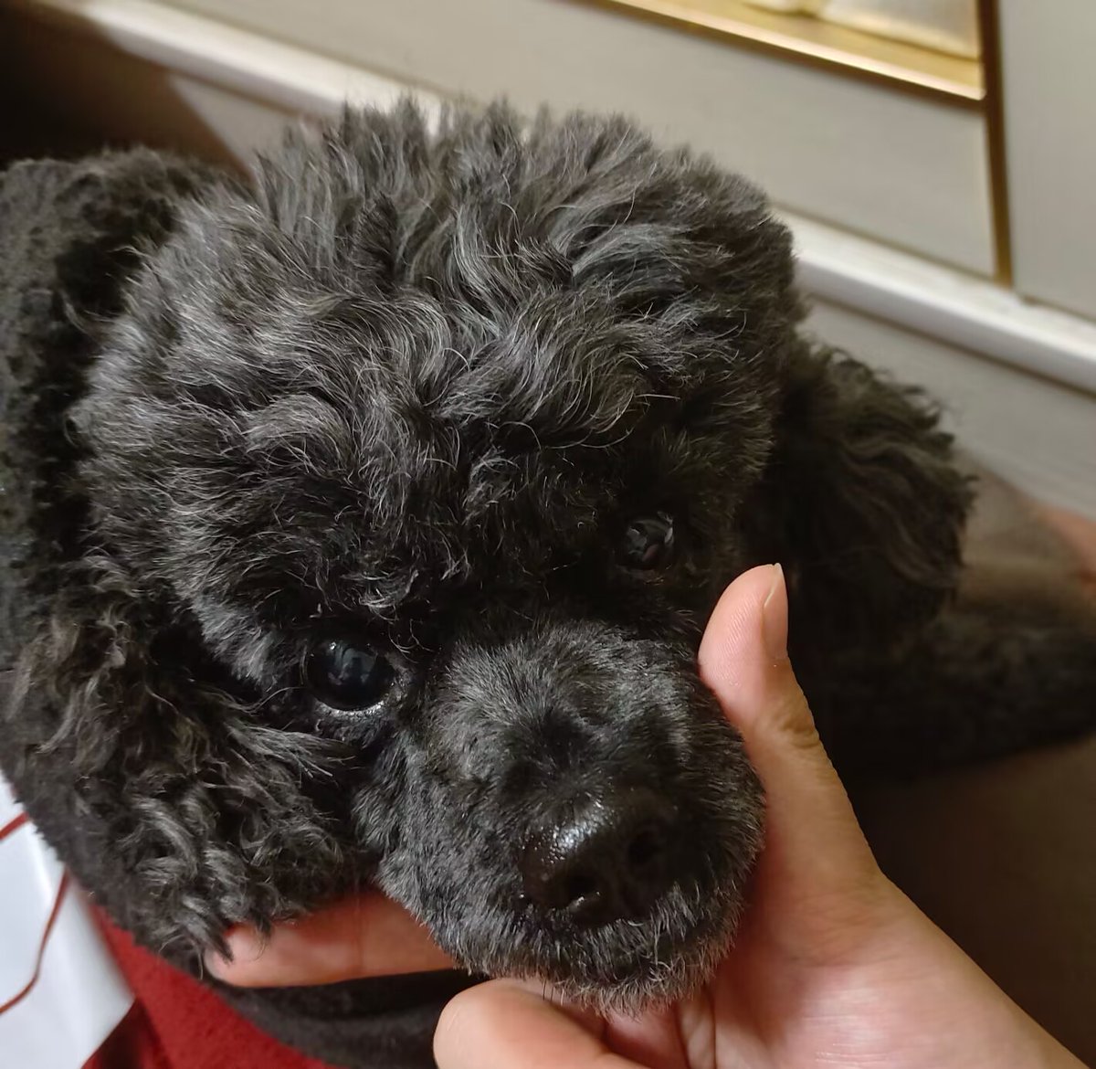 jiu_yeeeeee's tweet photo. show off my dog.>:3 https://t.co/e4hDWuOXGY