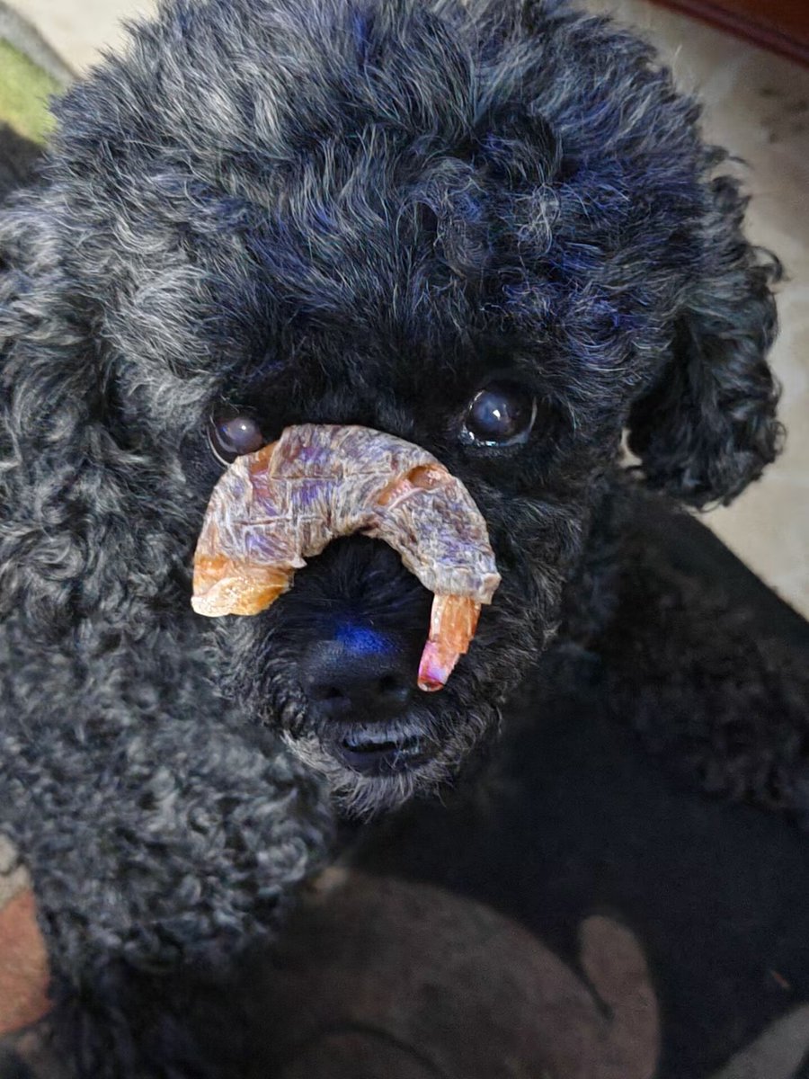 jiu_yeeeeee's tweet photo. show off my dog.>:3 https://t.co/e4hDWuOXGY