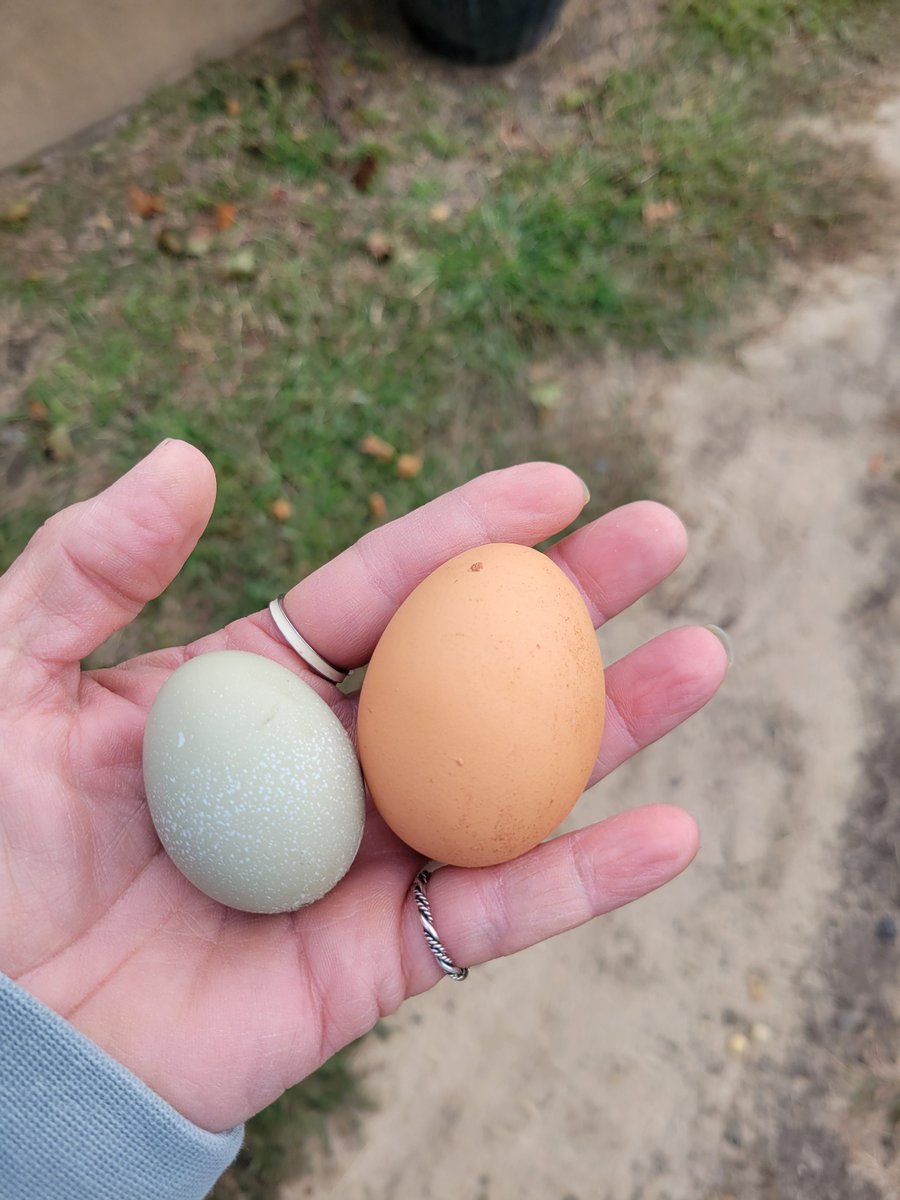 CroutonChicken's tweet photo. @mailgal4ever Brownie has been strutting  around like she owns the place just because she lays daily.  Well step aside old lady there's a new green egg in Town and the  playground is officially leveled. The kids aren't playing 
#EggWars https://t.co/BAoBjIZxk6