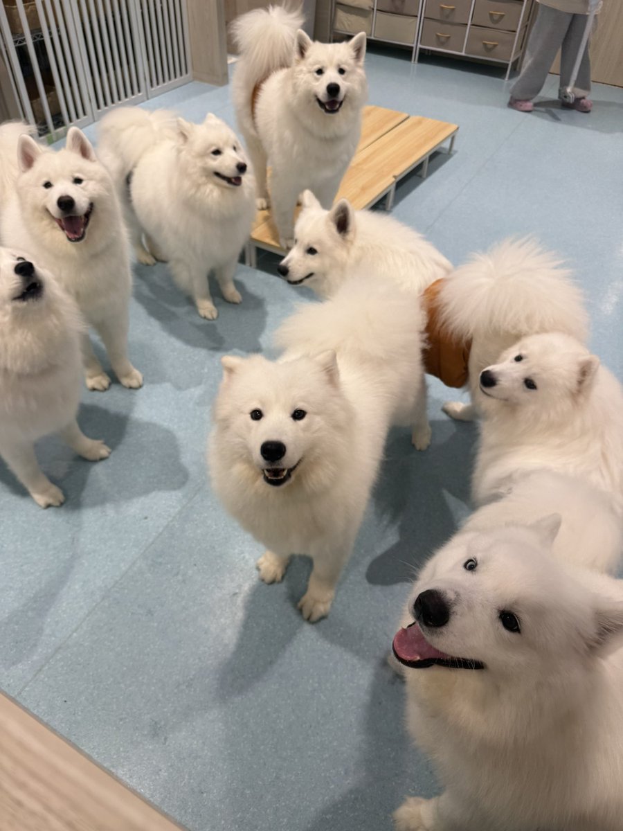 samoyed_cafe's tweet photo. 集合写真、自由すぎる https://t.co/zWNbWG5iN3