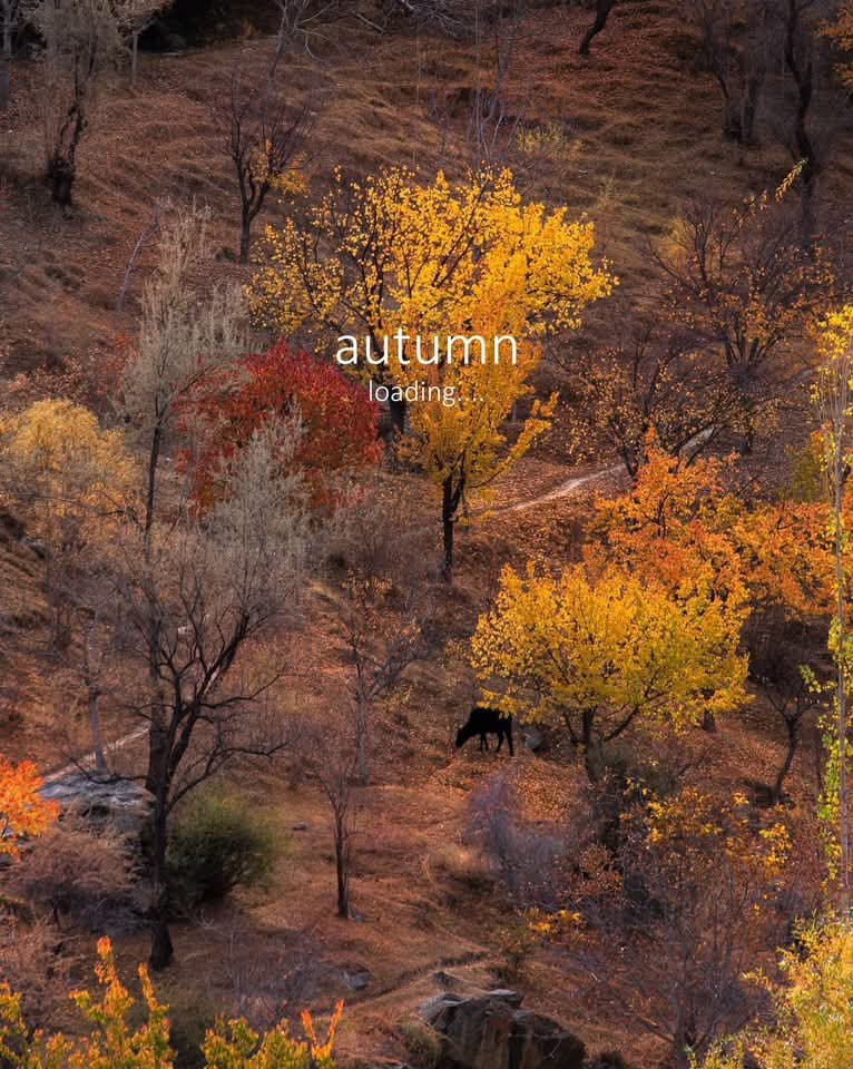 AmaadYounas's tweet photo. Autumn is loading in Hunza Valley
Golden trees, crisp mountain air, and breathtaking views are on the way.
#HunzaValley #AutumnInHunza #Hunza #GilgitBaltistan #Pakistan https://t.co/heZEnisBHP