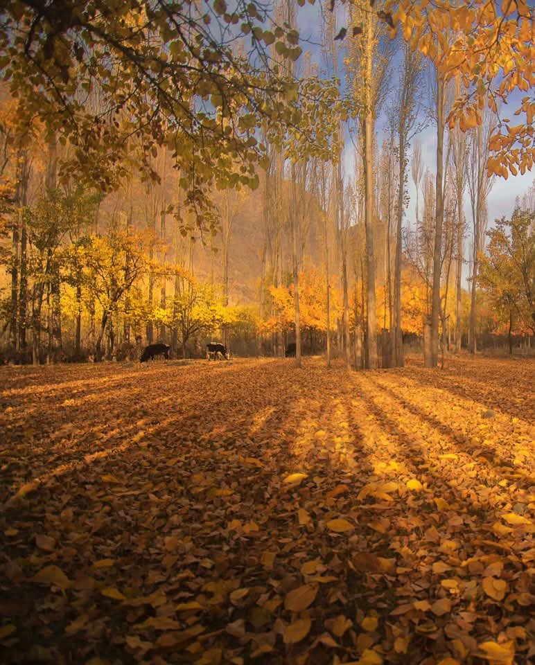 AmaadYounas's tweet photo. Autumn is loading in Hunza Valley
Golden trees, crisp mountain air, and breathtaking views are on the way.
#HunzaValley #AutumnInHunza #Hunza #GilgitBaltistan #Pakistan https://t.co/heZEnisBHP