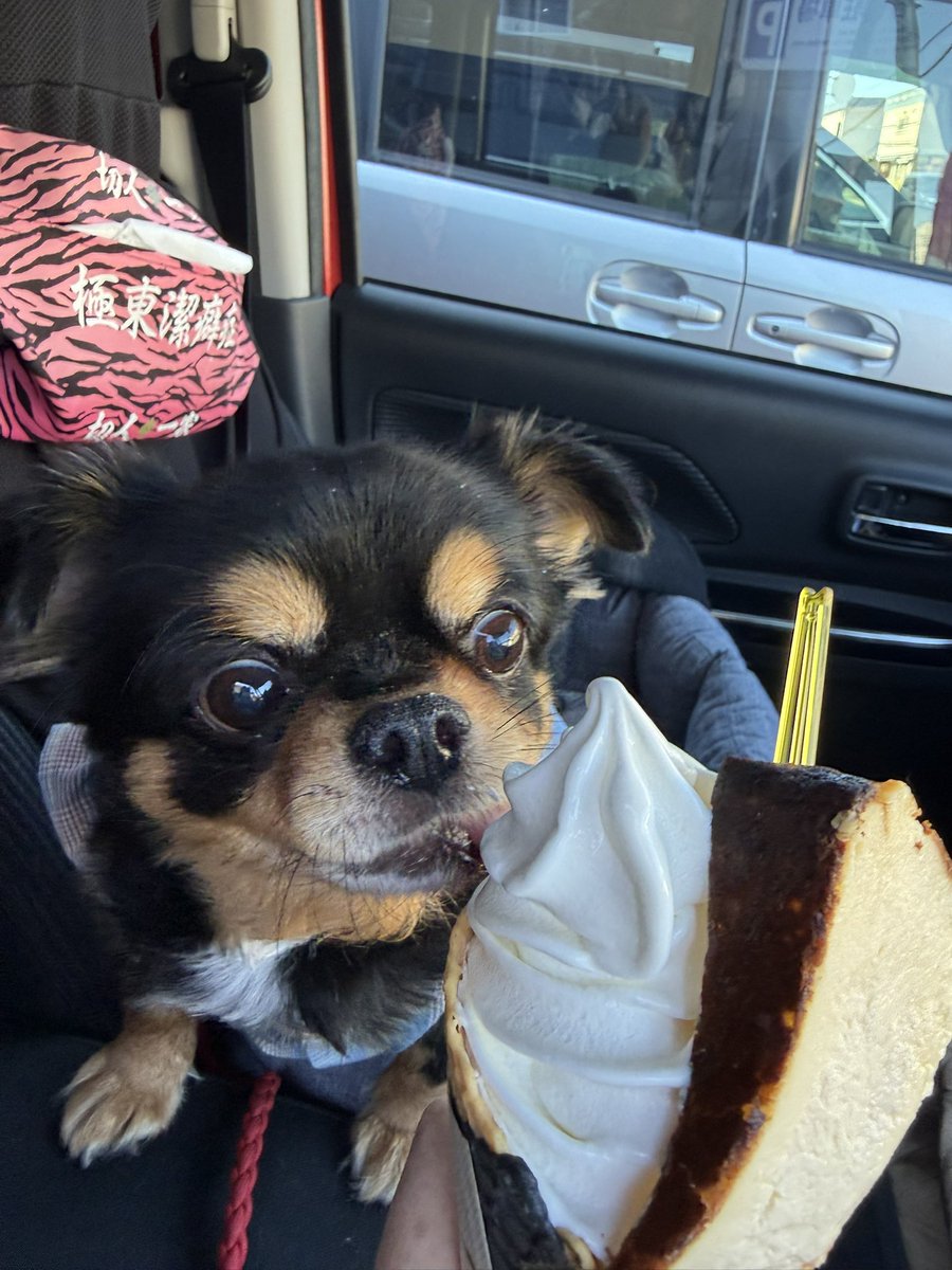 meigyoku's tweet photo. 連休の思い出🍦

#誾千代
#垂れ耳チワワ https://t.co/LKHe8PV6Yx