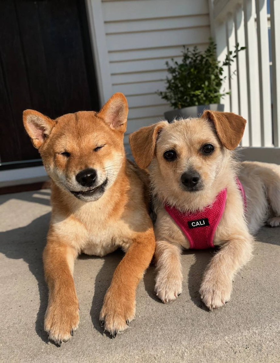 teslaownersSV's tweet photo. We need to see the Floki and Cali meet up!! https://t.co/zDJeGXVLB9