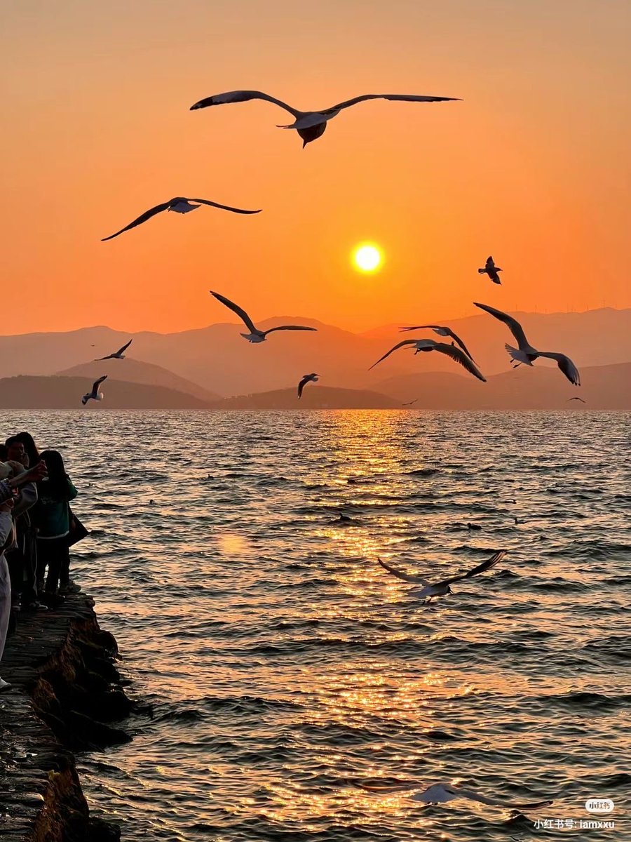 lunecrumbss's tweet photo. sunset over the beach https://t.co/8MagC8zXcA
