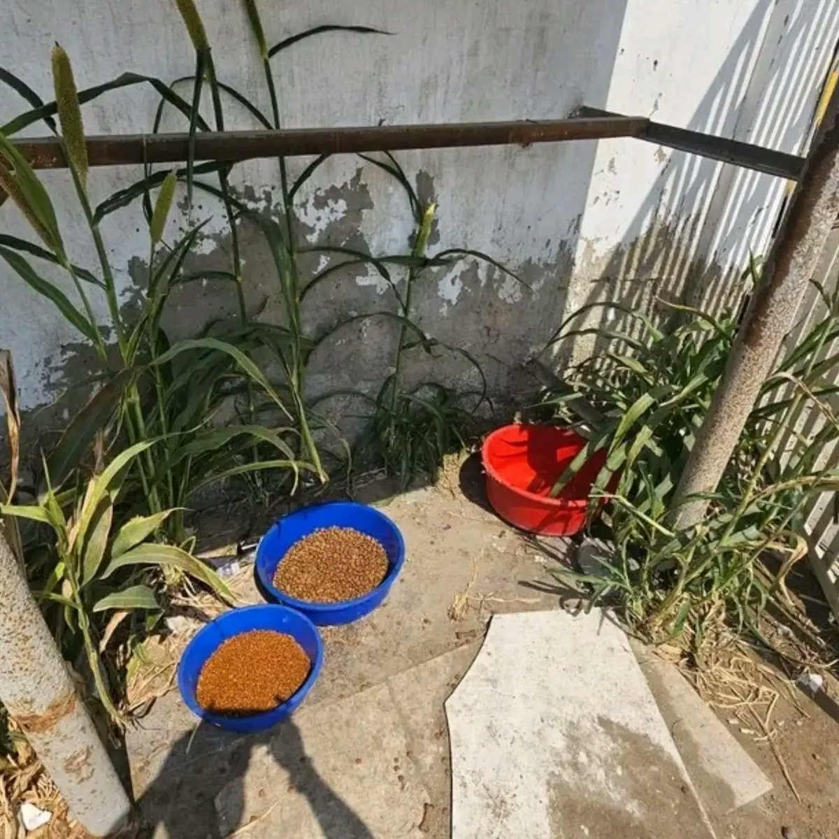 leahrobertseeew's tweet photo. Today, despite the danger, I went out to leave food and fresh water for Gaza’s stray cats. With military operations, nearby explosions, and people struggling to survive, these innocent animals have no one else. Please keep them in your thoughts and https://t.co/xdjPdVBr5c