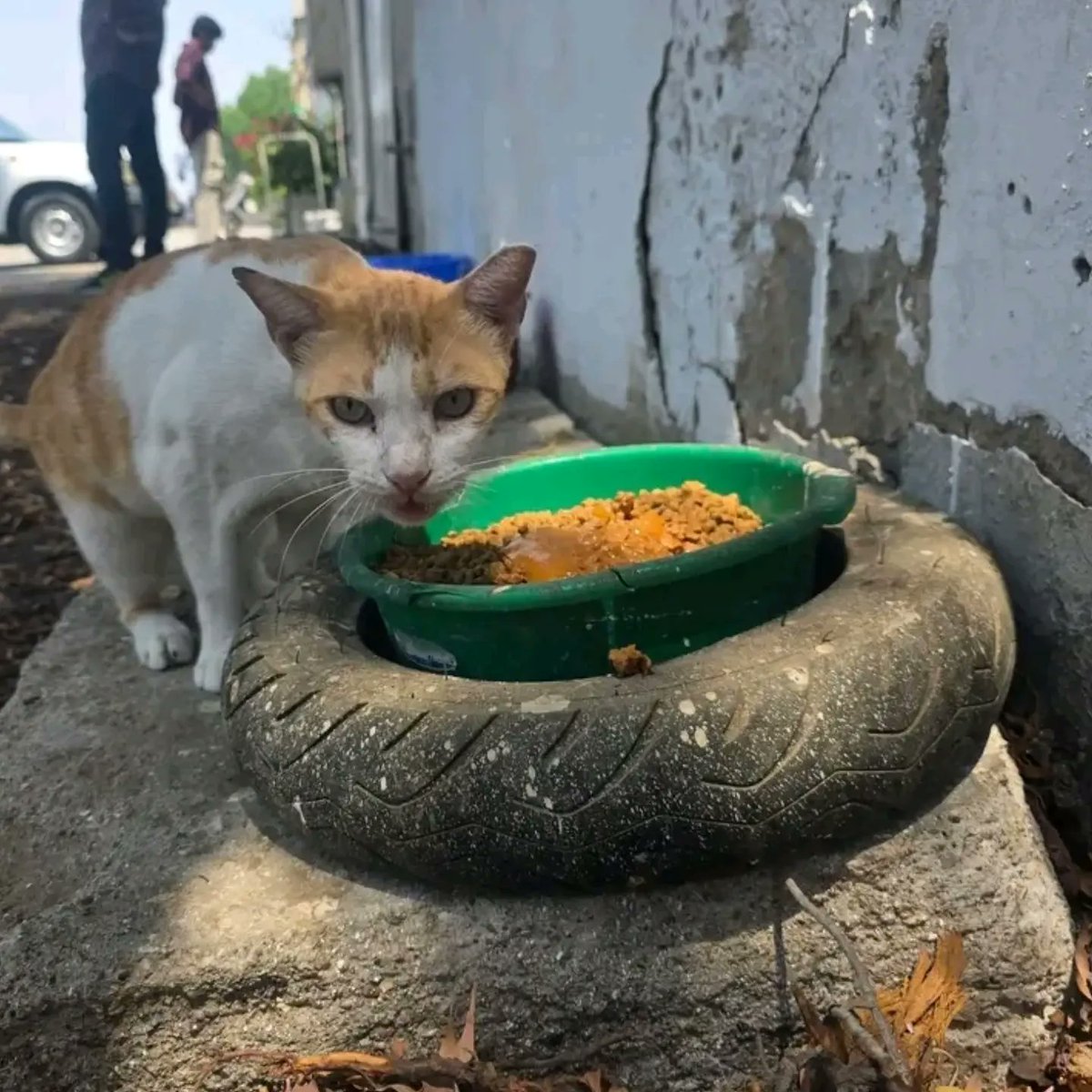 leahrobertseeew's tweet photo. Today, despite the danger, I went out to leave food and fresh water for Gaza’s stray cats. With military operations, nearby explosions, and people struggling to survive, these innocent animals have no one else. Please keep them in your thoughts and https://t.co/xdjPdVBr5c