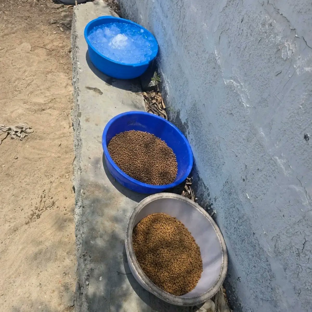 leahrobertseeew's tweet photo. Today, despite the danger, I went out to leave food and fresh water for Gaza’s stray cats. With military operations, nearby explosions, and people struggling to survive, these innocent animals have no one else. Please keep them in your thoughts and https://t.co/xdjPdVBr5c