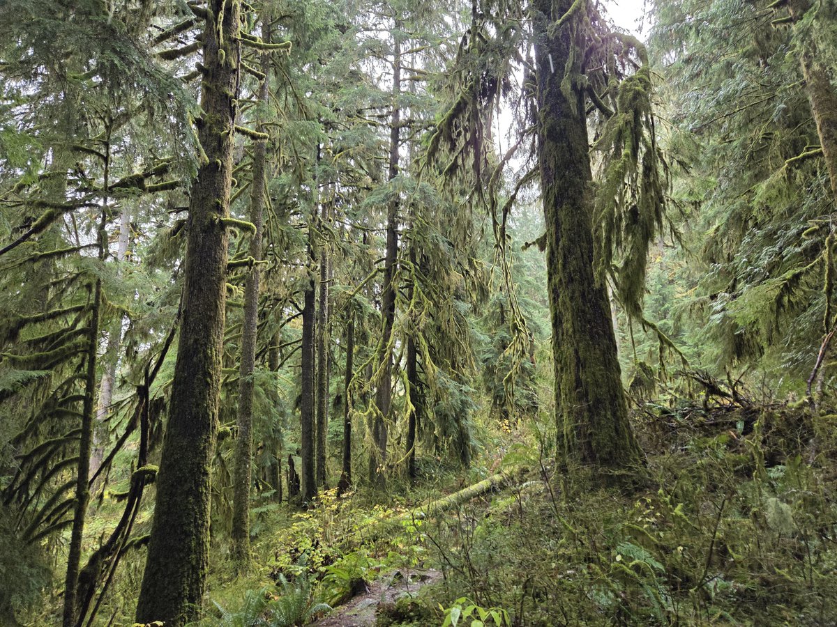 suspirant's tweet photo. Personally I love North Bend in the cold season. I try and get out there any weekend it's possible https://t.co/Y2MhLeRkuI