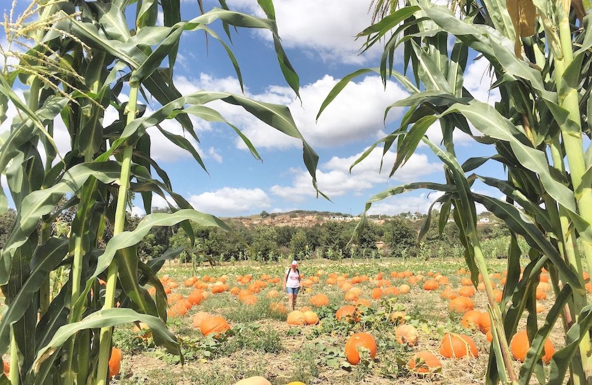 NCChron's tweet photo. Up the hill and into fall: A day at Bates Nut Farm
🔗 https://t.co/9sxLWn1Yka

#NorthCountyChronicle #NorthCountyNews #NorthCountySanDiego #SanMarcos #Vista #Oceanside #Carlsbad #Escondido https://t.co/9agLXEcYII