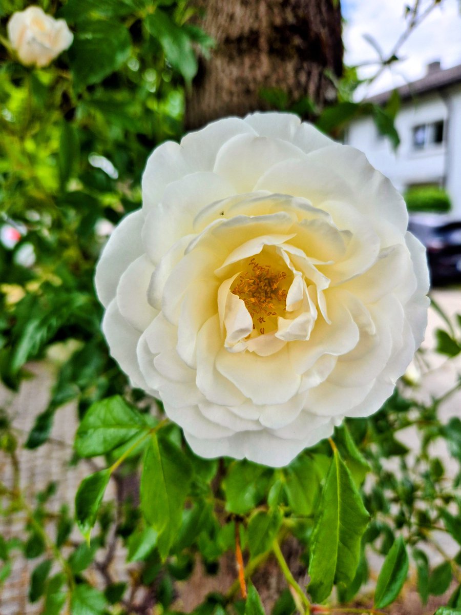 ChristianHbc3qP's tweet photo. Gute Nacht Welt 🕊 https://t.co/CyYrkdcLSp